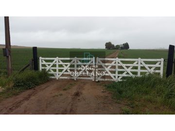 VENDO O PERMUTO 40 HECTAREAS DE CAMPO UNICAS EN BALCARCE