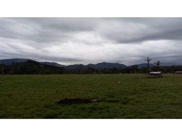 FUNDO PLANO Y FÉRTIL DE 152 HA. EN ISCOZACN - PALCAZÚ /...