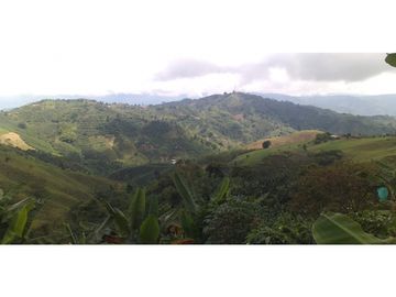 🌿🌳 Finca Cafetera Tecnificada en Vía Pereira – Marsella