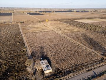 Venta Finca en producción en Gargantini, Rivadavia, Mendoza