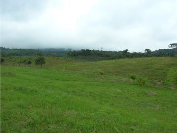 SE VENDE  FINCA PRODUCTORA QUEREMAL (A.G) CW:6889675