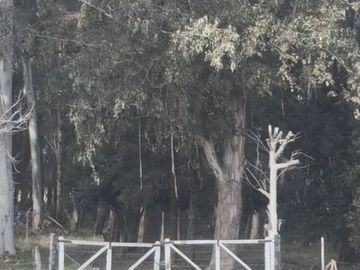Oportunidad Venta Campo 21 Ha sobre Ruta 5 (Km 135) -...