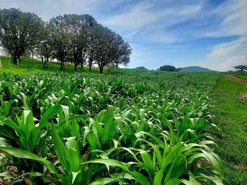 RANCHO EN VENTA EN QUILA AMECA